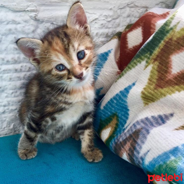 Tekir Kedi, Kedi  Yedi fotoğrafı