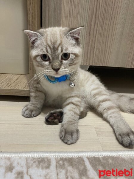 British Shorthair, Kedi  Çakıl fotoğrafı