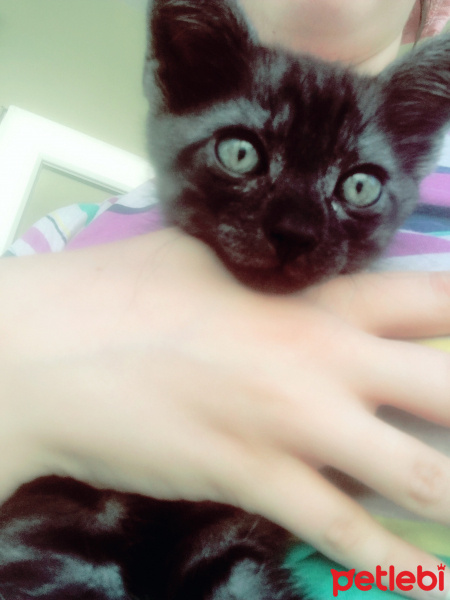 Tekir Kedi, Kedi  Kafka fotoğrafı