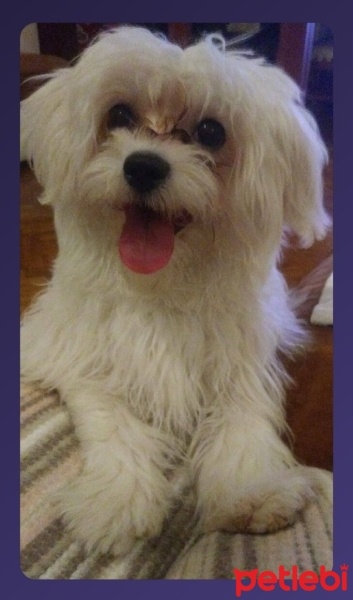 Maltese, Köpek  Mıncır fotoğrafı