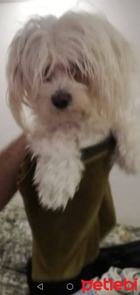 Maltese, Köpek  Mıncır fotoğrafı
