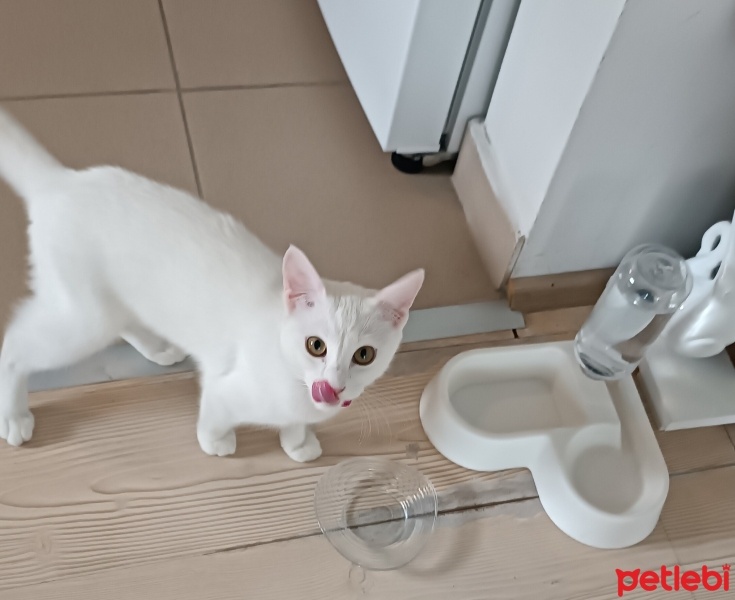 Van Kedisi, Kedi  Venüs fotoğrafı