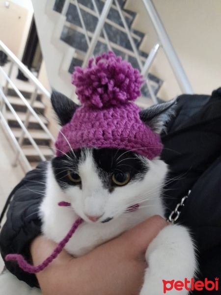 Tekir Kedi, Kedi  Rıfkı fotoğrafı