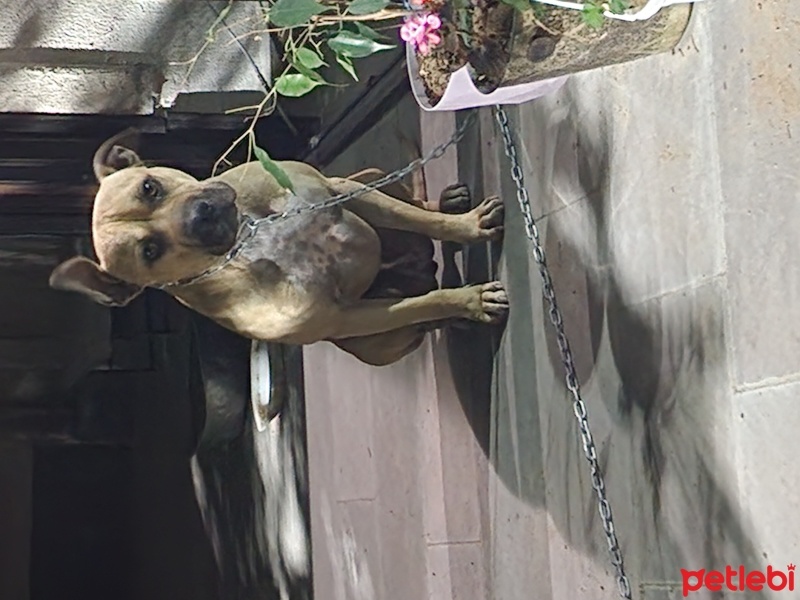 Amerikan Staffordshire Terrier, Köpek  UGUR fotoğrafı