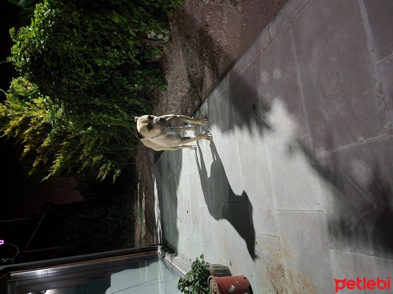 Amerikan Staffordshire Terrier, Köpek  UGUR fotoğrafı