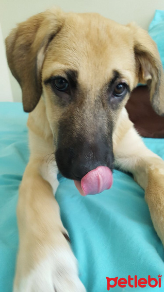Kangal, Köpek  Şebo fotoğrafı
