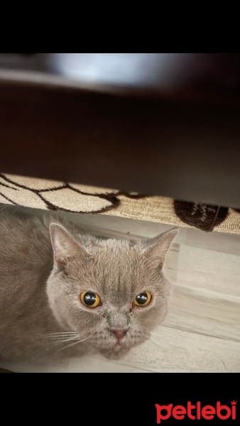 British Shorthair, Kedi  Sütlaç fotoğrafı