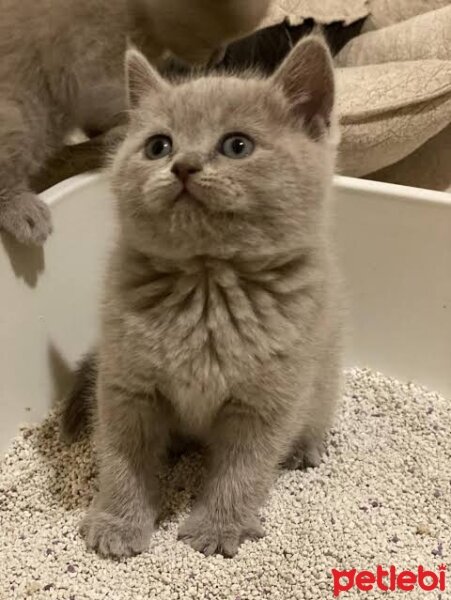 American Shorthair, Kedi  Karam fotoğrafı