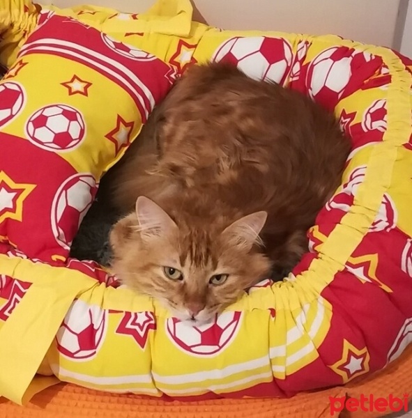 Sarman, Kedi  Limon fotoğrafı