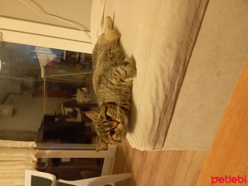 British Shorthair, Kedi  Susam fotoğrafı