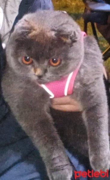 Scottish Fold, Kedi  ŞANSLI fotoğrafı