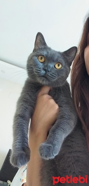 British Shorthair, Kedi  Mia fotoğrafı
