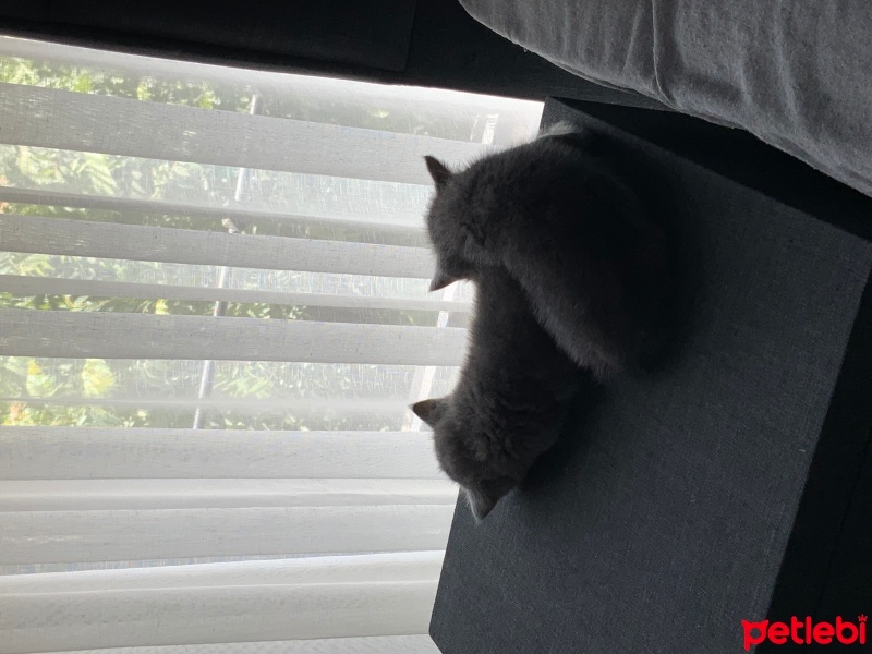 British Shorthair, Kedi  Cookie fotoğrafı