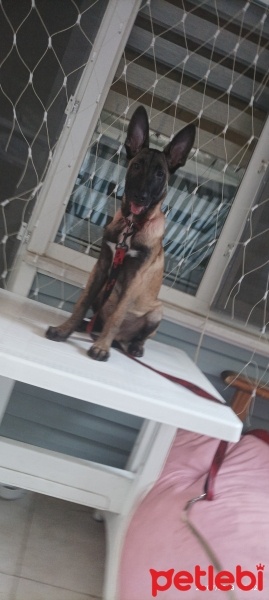 Belçika Malinois, Köpek  Gölge fotoğrafı