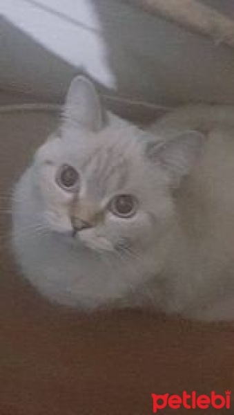British Shorthair, Kedi  Pamuk fotoğrafı
