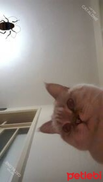 British Shorthair, Kedi  Pamuk fotoğrafı