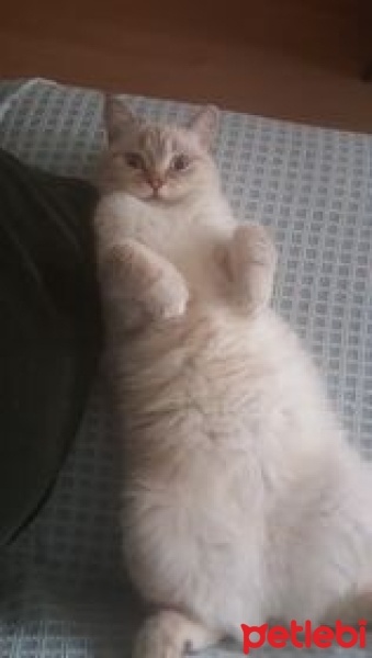 British Shorthair, Kedi  Pamuk fotoğrafı