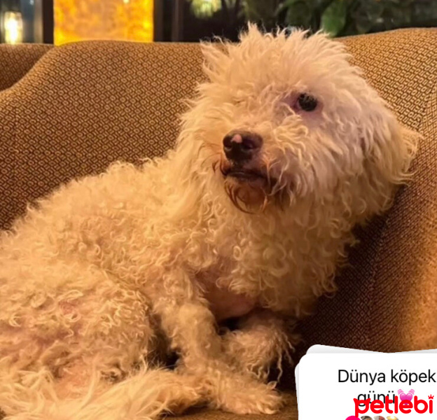 Bichon Frise, Köpek  Leo fotoğrafı