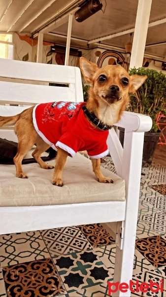 Chihuahua, Köpek  Kalila fotoğrafı
