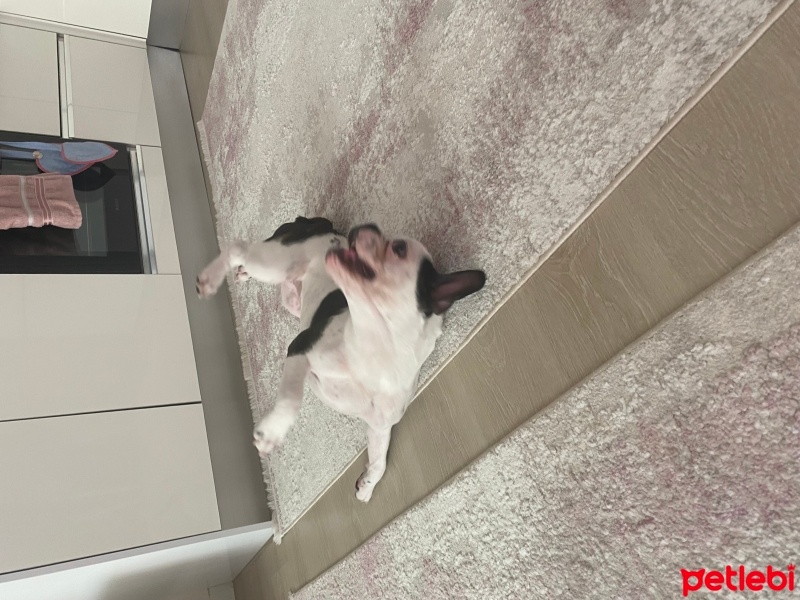 Fransız Bulldog, Köpek  Müdür fotoğrafı