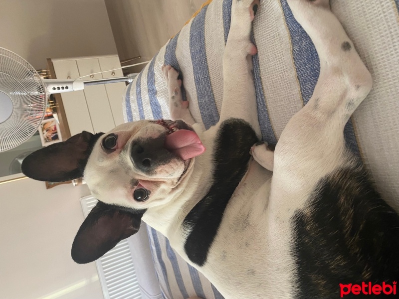 Fransız Bulldog, Köpek  Müdür fotoğrafı