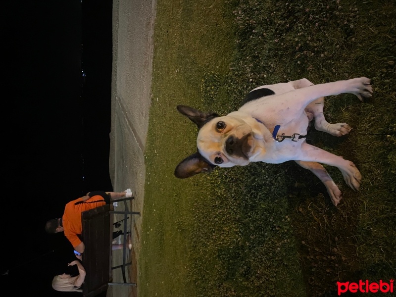 Fransız Bulldog, Köpek  Müdür fotoğrafı