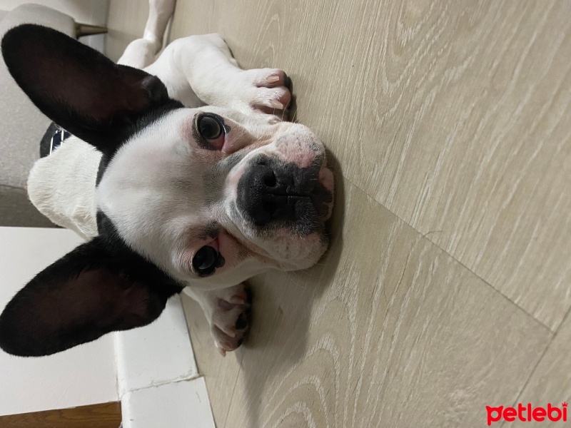 Fransız Bulldog, Köpek  Müdür fotoğrafı
