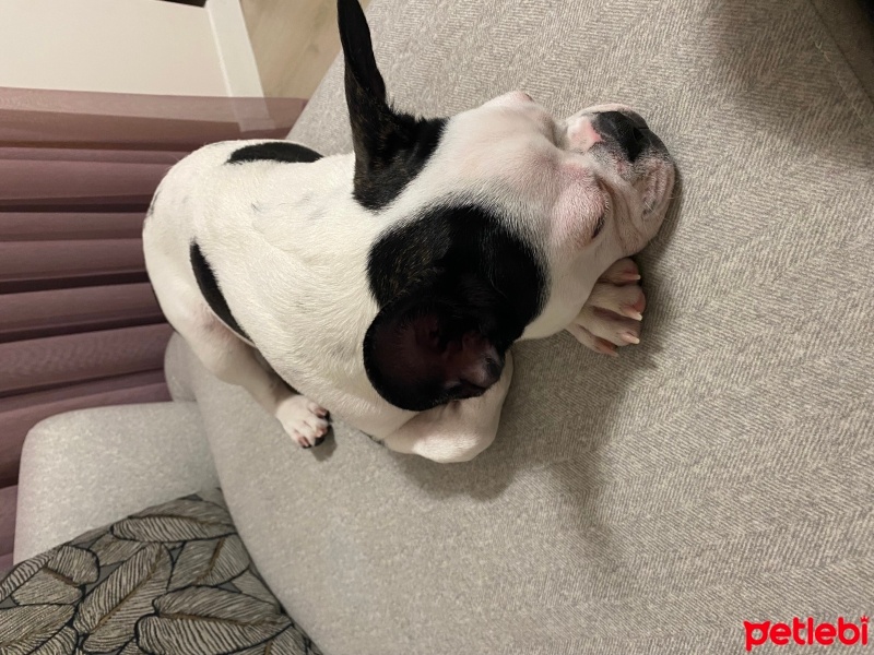 Fransız Bulldog, Köpek  Müdür fotoğrafı