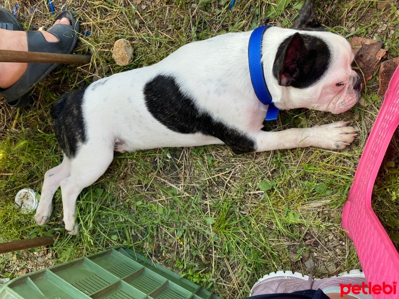 Fransız Bulldog, Köpek  Müdür fotoğrafı