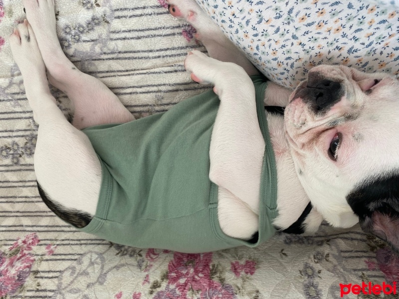 Fransız Bulldog, Köpek  Müdür fotoğrafı