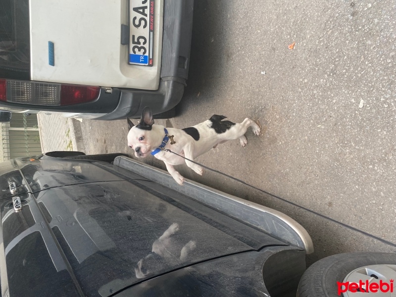 Fransız Bulldog, Köpek  Müdür fotoğrafı