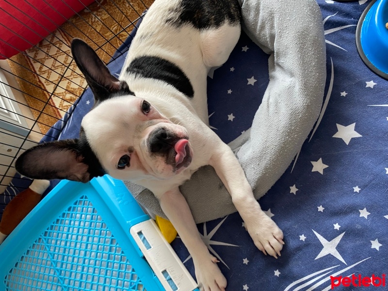 Fransız Bulldog, Köpek  Müdür fotoğrafı