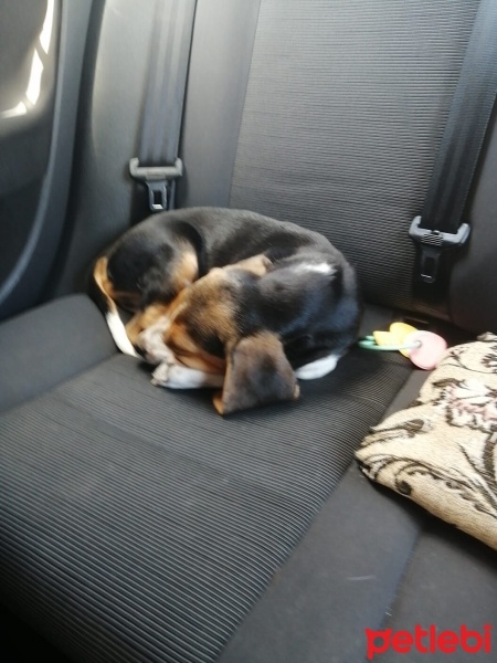 Beagle, Köpek  Valencia fotoğrafı