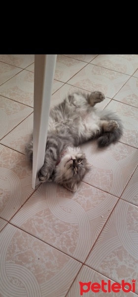 British Longhair, Kedi  Çiko fotoğrafı