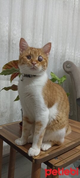 Sarman, Kedi  Kayısı fotoğrafı