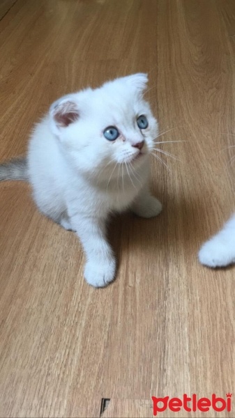 Scottish Fold, Kedi  Pamuk fotoğrafı