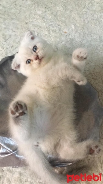 Scottish Fold, Kedi  Pamuk fotoğrafı