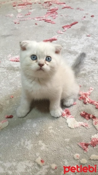Scottish Fold, Kedi  Pamuk fotoğrafı