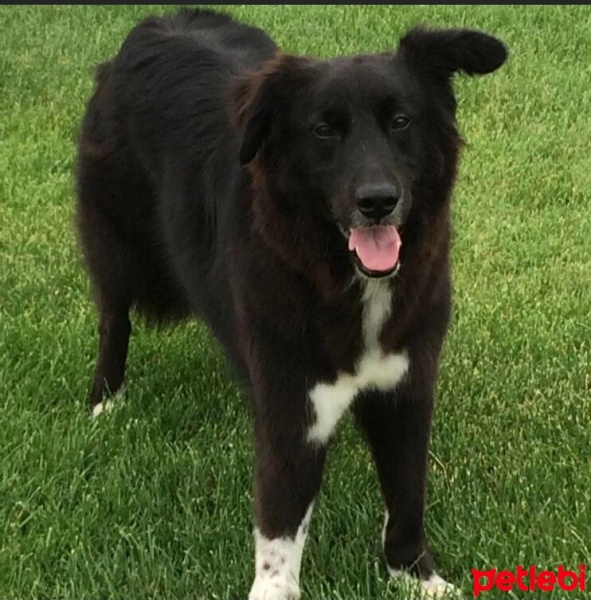 Border Collie, Köpek  Pasha fotoğrafı