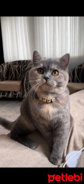 British Longhair, Kedi  Luna fotoğrafı