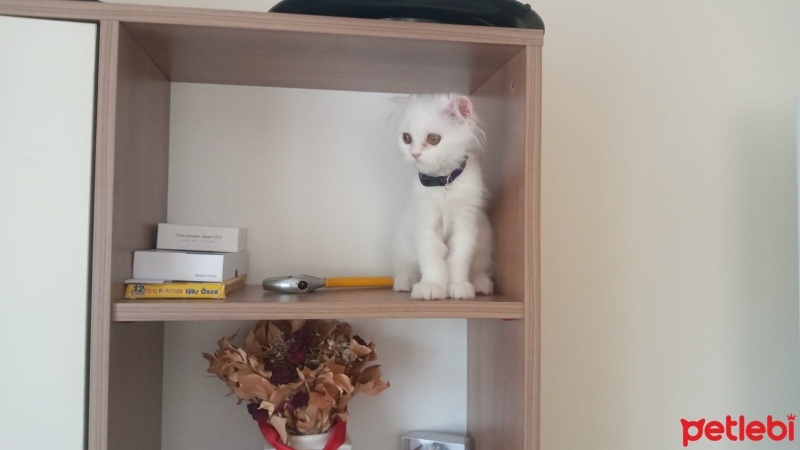 Scottish Fold, Kedi  BULUT fotoğrafı