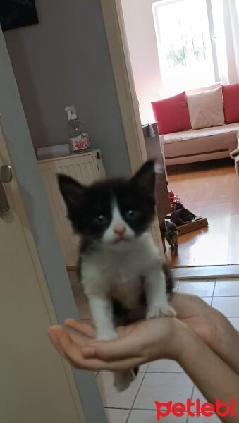 Tekir Kedi, Kedi  İsimsiz fotoğrafı