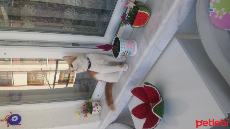 Tekir Kedi, Kedi  Leon fotoğrafı