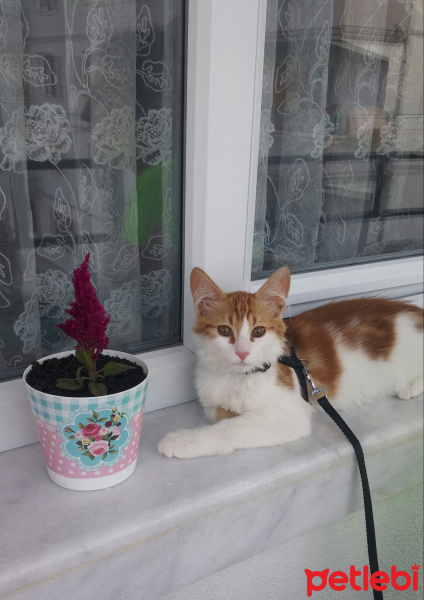 Tekir Kedi, Kedi  Leon fotoğrafı