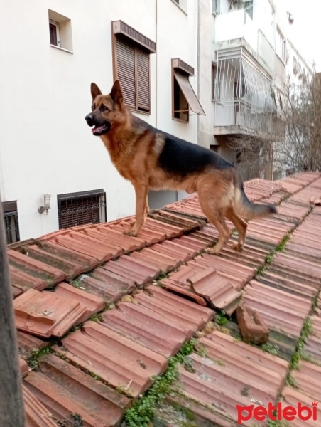 Alman Çoban Köpeği, Köpek  Asil fotoğrafı