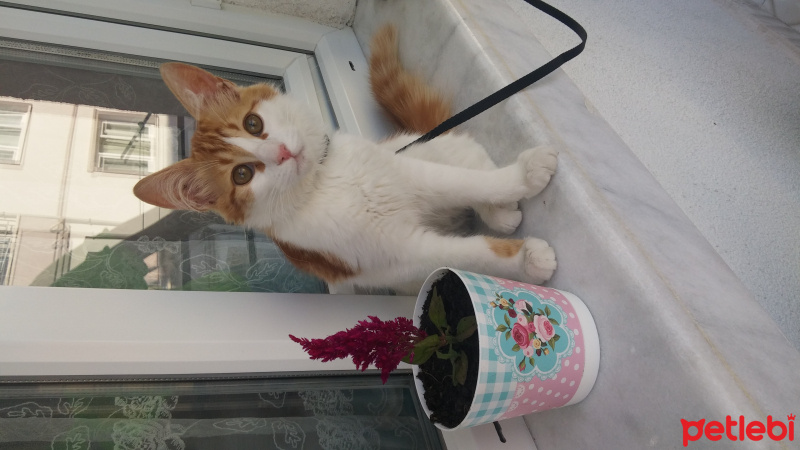 Tekir Kedi, Kedi  Leon fotoğrafı