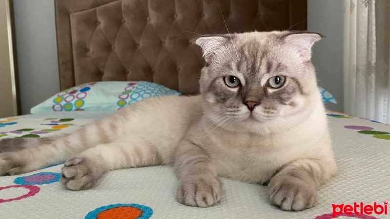 Scottish Fold, Kedi  Marvel fotoğrafı