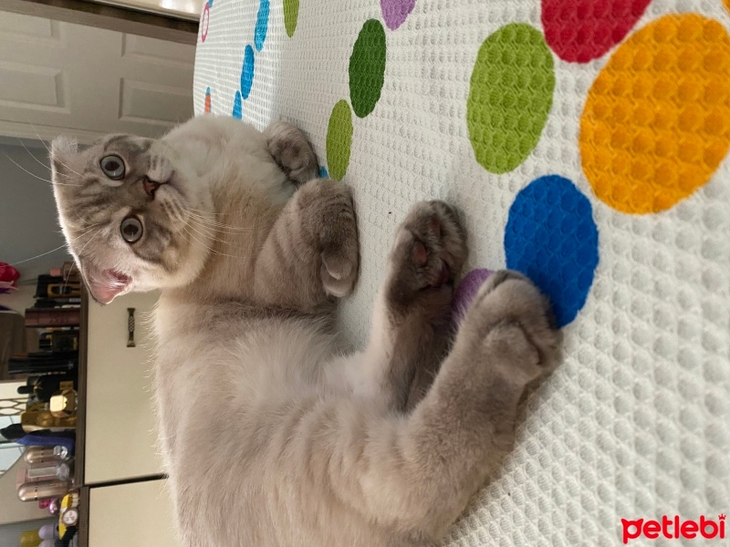 Scottish Fold, Kedi  Marvel fotoğrafı