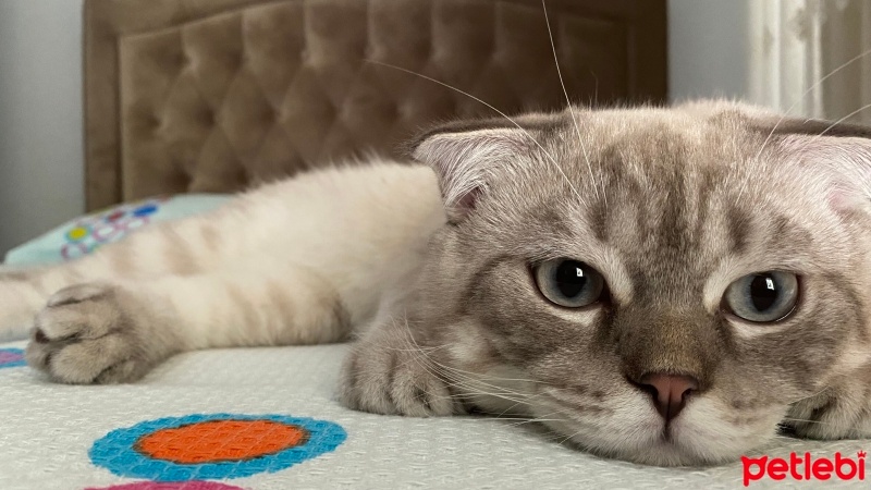 Scottish Fold, Kedi  Marvel fotoğrafı