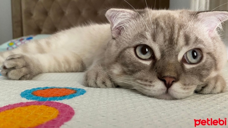 Scottish Fold, Kedi  Marvel fotoğrafı